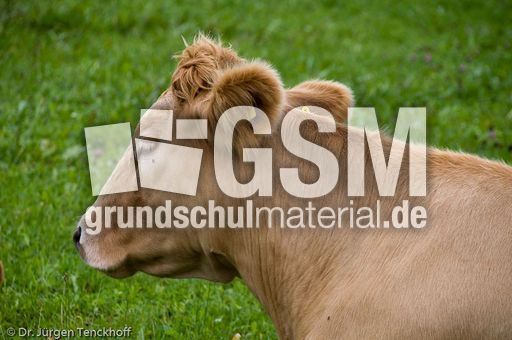 Hausrind (148 von 174).jpg